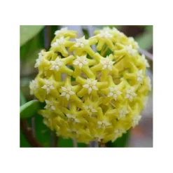 Jardintropic - Hoya pentaphlebia (fleur de porcelaine, fleur de cire) - taille pot de 2 litres - 20/40 cm Outlet