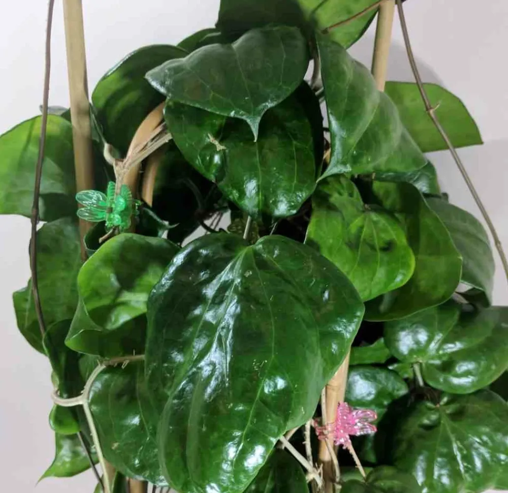 Jardintropic - Hoya pentaphlebia (fleur de porcelaine, fleur de cire) - taille pot de 2 litres - 20/40 cm Outlet