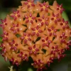 Jardintropic Plantes Fleuries | - Hoya valmayoriana (fleur de porcelaine, fleur de cire) orange - taille pot de 2 litres - 20/40 cm