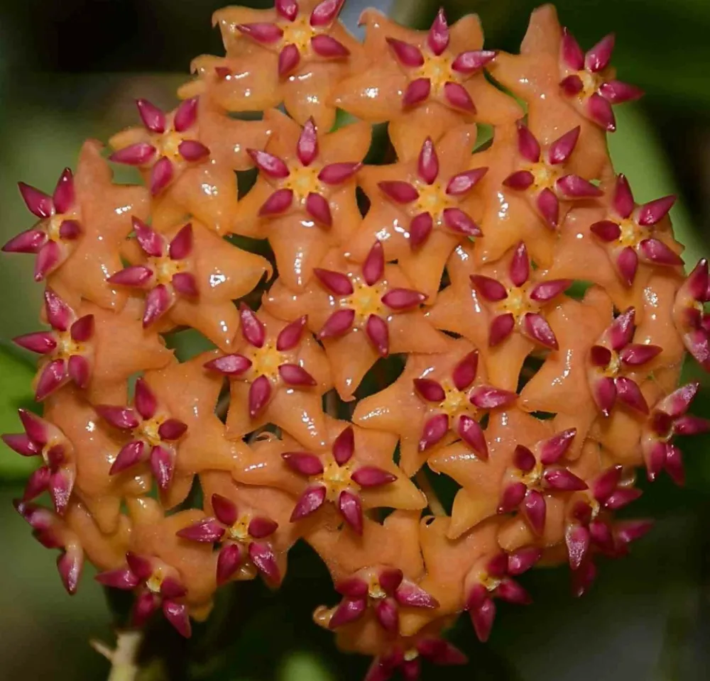 Jardintropic Plantes Fleuries | - Hoya valmayoriana (fleur de porcelaine, fleur de cire) orange - taille pot de 2 litres - 20/40 cm