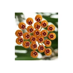 Jardintropic - Hoya waymaniae (fleur de porcelaine, fleur de cire) jaune - taille pot de 2 litres - 20/40 cm Online
