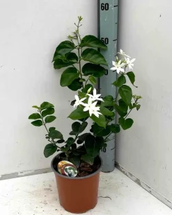 Jardintropic Plantes Grimpantes | - Jasminum sambac (jasmin d'arabie) pot de 2 litres ? 40/60 cm