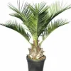 Jardintropic - Jubaea chilensis (cocotier du chili, palmier à miel, palmier à vin) spécimen pot de 2 litres - 15/20 cm Hot