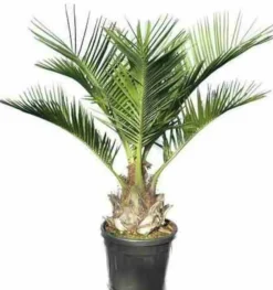 Jardintropic - Jubaea chilensis (cocotier du chili, palmier à miel, palmier à vin) spécimen pot de 2 litres - 15/20 cm Hot