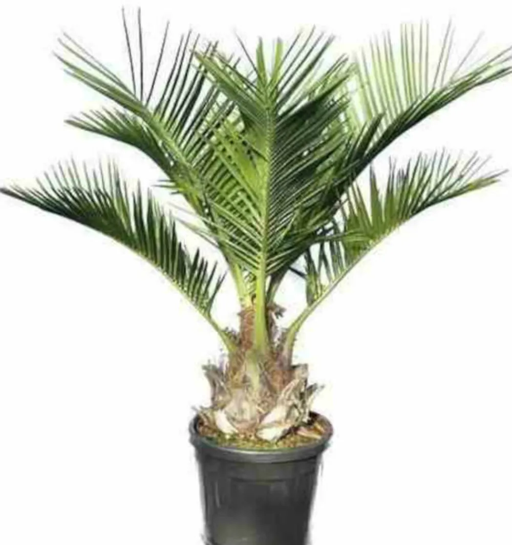 Jardintropic - Jubaea chilensis (cocotier du chili, palmier à miel, palmier à vin) spécimen pot de 2 litres - 15/20 cm Hot