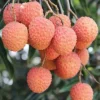 Jardintropic - Litchi sinensis var kwai may rose pot de 80l - total 175/200cm New