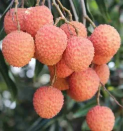Jardintropic - Litchi sinensis var kwai may rose pot de 80l - total 175/200cm New