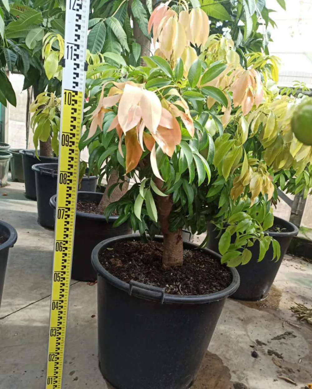 Jardintropic - Litchi sinensis var kwai may rose pot de 80l - total 175/200cm New