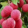 Jardintropic - Litchi sinensis variété wai chee pot de 80l - total 175/200cm Sale