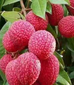 Jardintropic - Litchi sinensis variété wai chee pot de 80l - total 175/200cm Sale