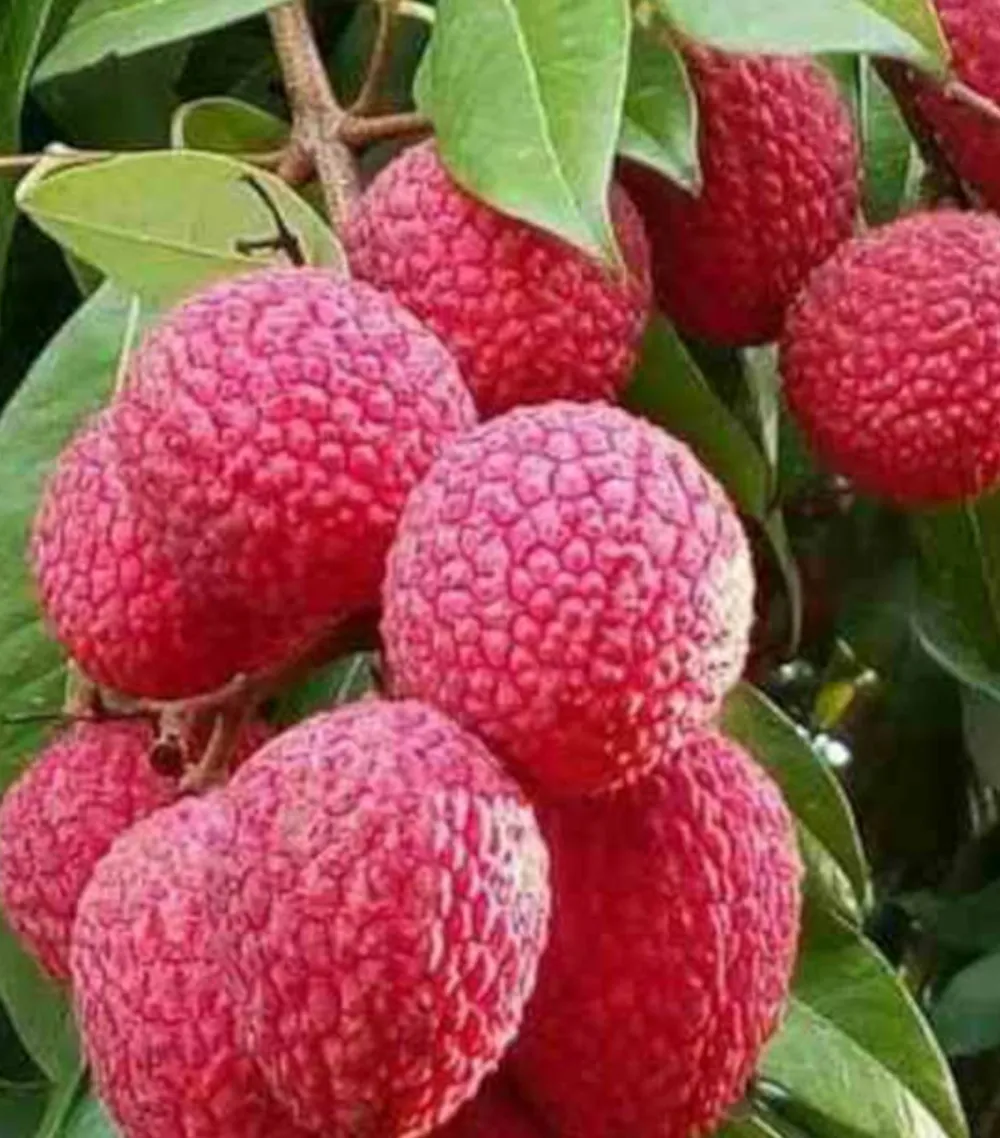 Jardintropic - Litchi sinensis variété wai chee pot de 80l - total 175/200cm Sale