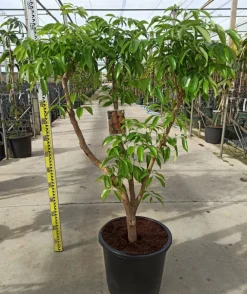 Jardintropic - Litchi sinensis variété wai chee pot de 80l - total 175/200cm Sale
