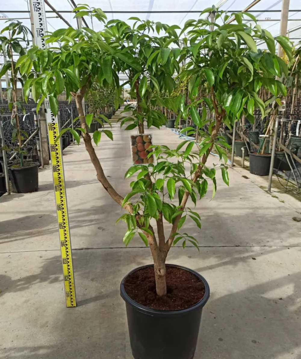Jardintropic - Litchi sinensis variété wai chee pot de 80l - total 175/200cm Sale