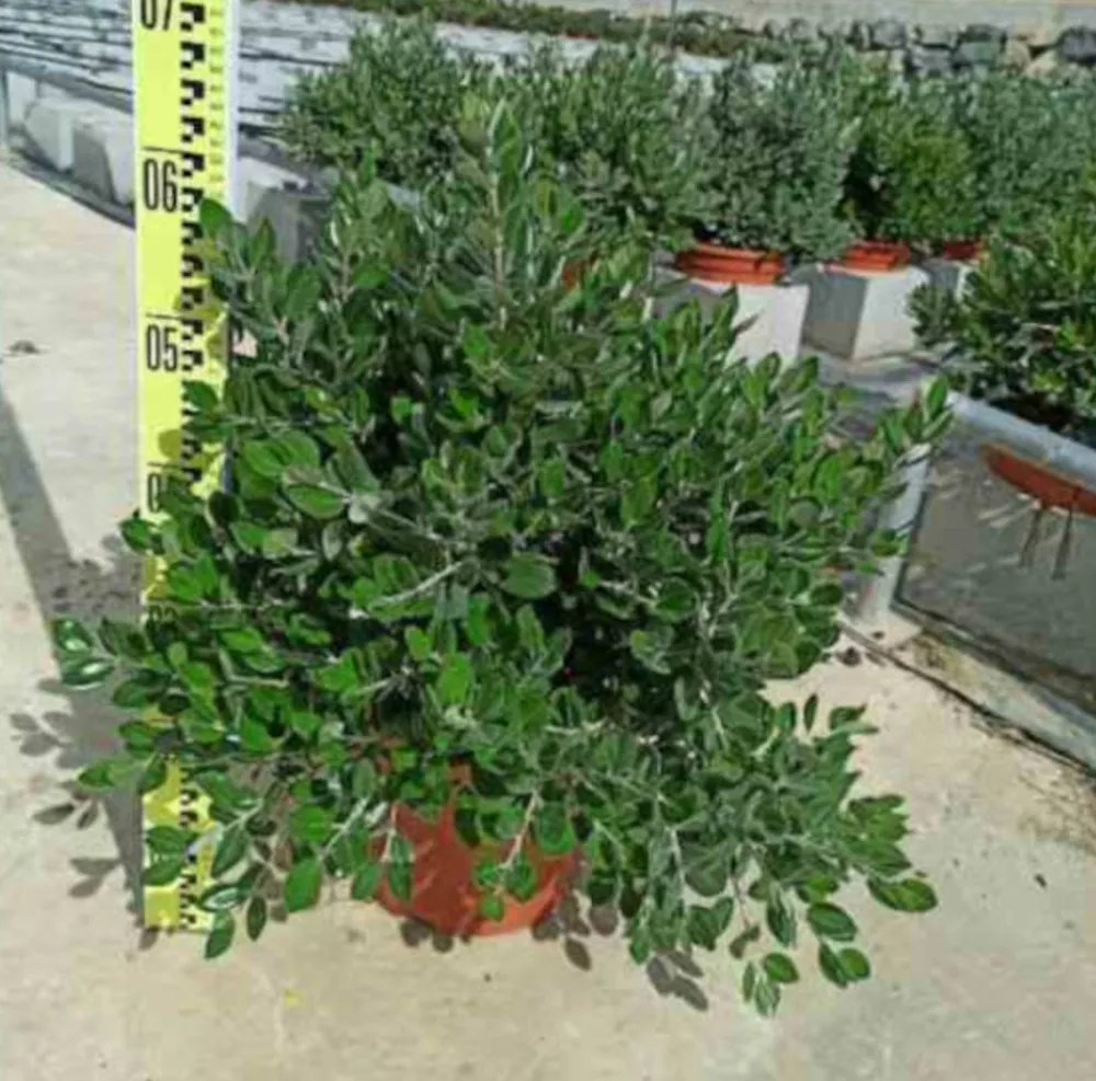 Jardintropic - Metrosideros excelsa (arbre de noël) pot de 7 litres ? 80/100 cm Hot