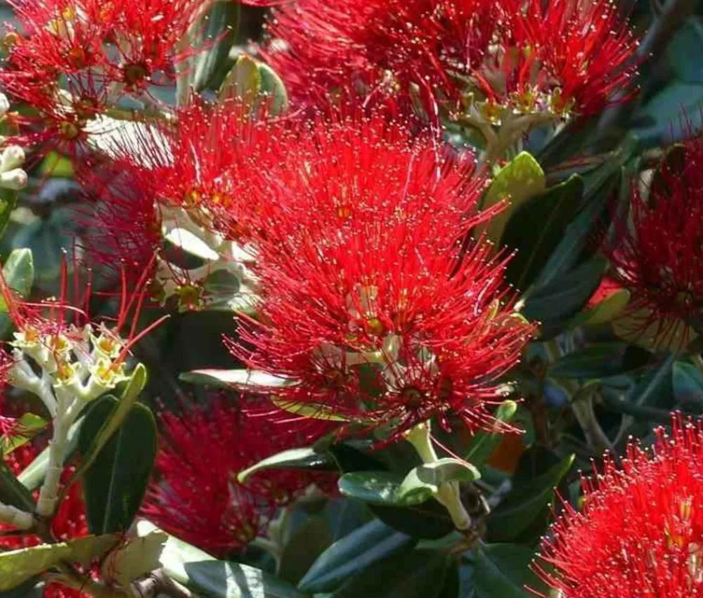 Jardintropic - Metrosideros excelsa (arbre de noël) pot de 7 litres ? 80/100 cm Hot