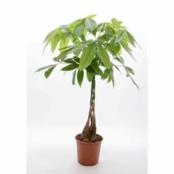 Jardintropic - Pachira aquatica (noix de malabar, châtaignier de guyane, cacaoyer-rivière) pot de 10 litres ? 140/160 cm Best
