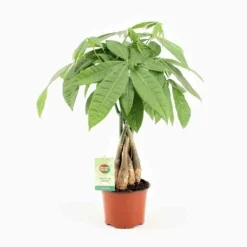 Jardintropic - Pachira aquatica (noix de malabar, châtaignier de guyane, cacaoyer-rivière) pot de 25l - 200-225cm Online