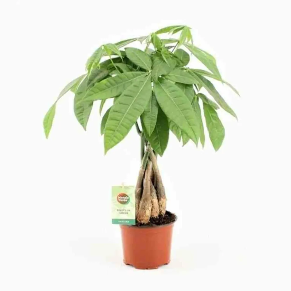 Jardintropic - Pachira aquatica (noix de malabar, châtaignier de guyane, cacaoyer-rivière) pot de 2 litres - 30/50 cm Sale