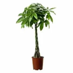 Jardintropic - Pachira aquatica (noix de malabar, châtaignier de guyane, cacaoyer-rivière) pot de 2 litres - 30/50 cm Sale