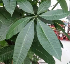 Jardintropic - Pachira aquatica (noix de malabar, châtaignier de guyane, cacaoyer-rivière) pot de 2 litres - 30/50 cm Sale