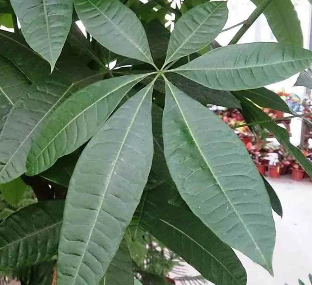 Jardintropic - Pachira aquatica (noix de malabar, châtaignier de guyane, cacaoyer-rivière) pot de 2 litres - 30/50 cm Sale