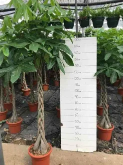 Jardintropic - Pachira aquatica (noix de malabar, châtaignier de guyane, cacaoyer-rivière) pot de 2 litres - 30/50 cm Sale