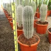 Jardintropic - Pachycereus pringlei cactus pot de 25l- 125/150cm Hot