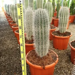 Jardintropic - Pachycereus pringlei cactus pot de 25l- 125/150cm Hot