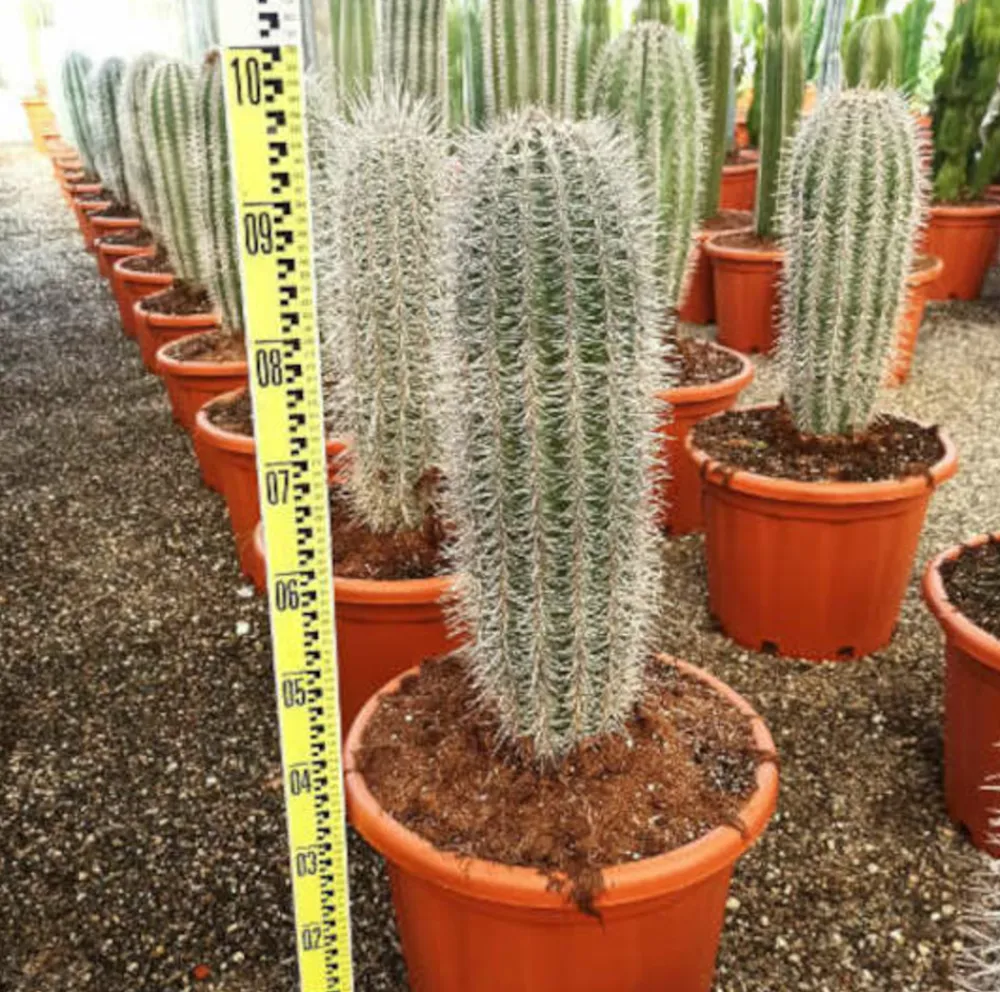 Jardintropic - Pachycereus pringlei cactus pot de 25l- 125/150cm Hot
