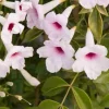 Jardintropic - Pandorea jasminoides (faux jasmin de bignone) pot de 14 litres - 100/120 cm Discount