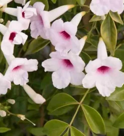 Jardintropic - Pandorea jasminoides (faux jasmin de bignone) pot de 14 litres - 100/120 cm Discount