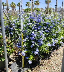 Jardintropic - Pandorea jasminoides (faux jasmin de bignone) pot de 14 litres - 100/120 cm Discount