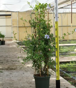 Jardintropic - Pandorea jasminoides (faux jasmin de bignone) pot de 14 litres - 100/120 cm Discount