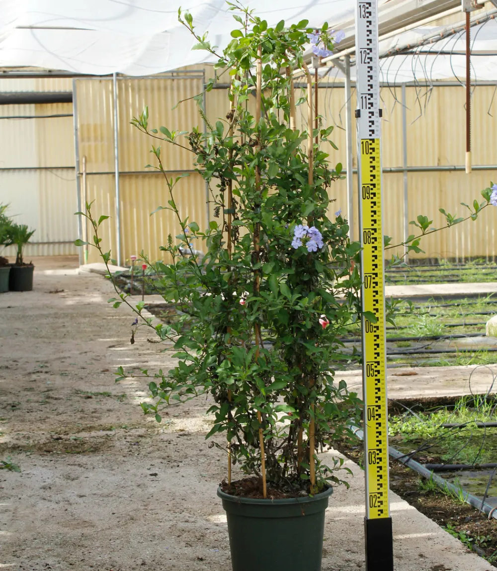 Jardintropic - Pandorea jasminoides (faux jasmin de bignone) pot de 14 litres - 100/120 cm Discount