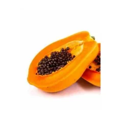 Jardintropic - Papayer adulte : carica papaya solo