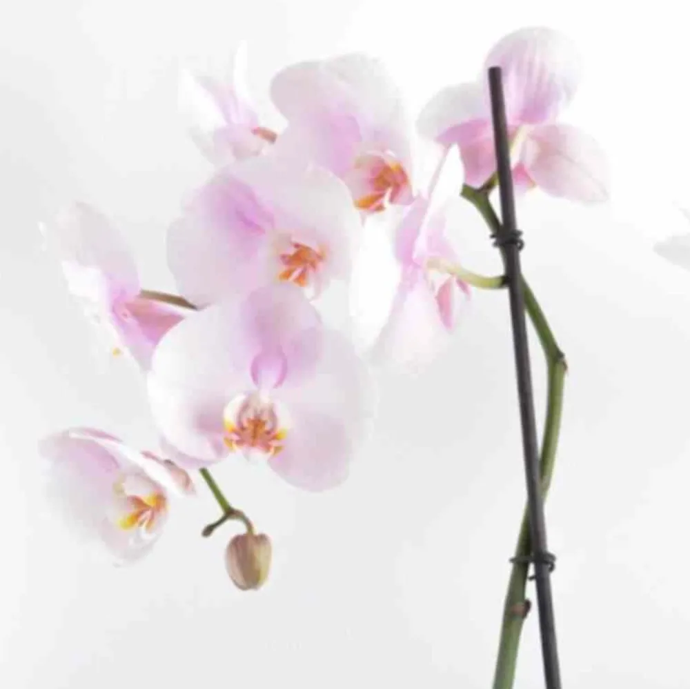 Jardintropic - Phalaenopsis hybride rose clair (orchidée papillon) pot de 2 litres - 60/80 cm New