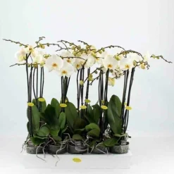 Jardintropic - Phalaenopsis hybride blanche (orchidée papillon) pot de 2 litres - 60/80 cm Discount