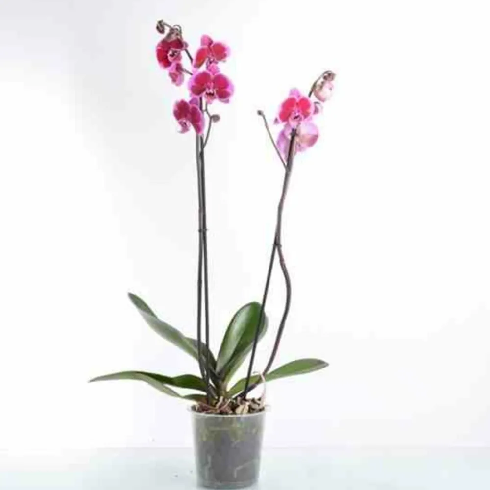 Jardintropic - Phalaenopsis hybride rose (orchidée papillon) pot de 2 litres - 60/80 cm Outlet