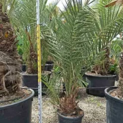 Jardintropic Plantes Méditerranéennes | - Phoenix dactylifera (véritable dattier) pot de 110l 230/270cm