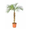 Jardintropic - Phoenix roebelenii (dattier du laos, palmier dattier nain) spécimen pot de 25l - 100/125cm Hot