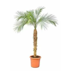 Jardintropic - Phoenix roebelenii (dattier du laos, palmier dattier nain) spécimen pot de 25l - 100/125cm Hot