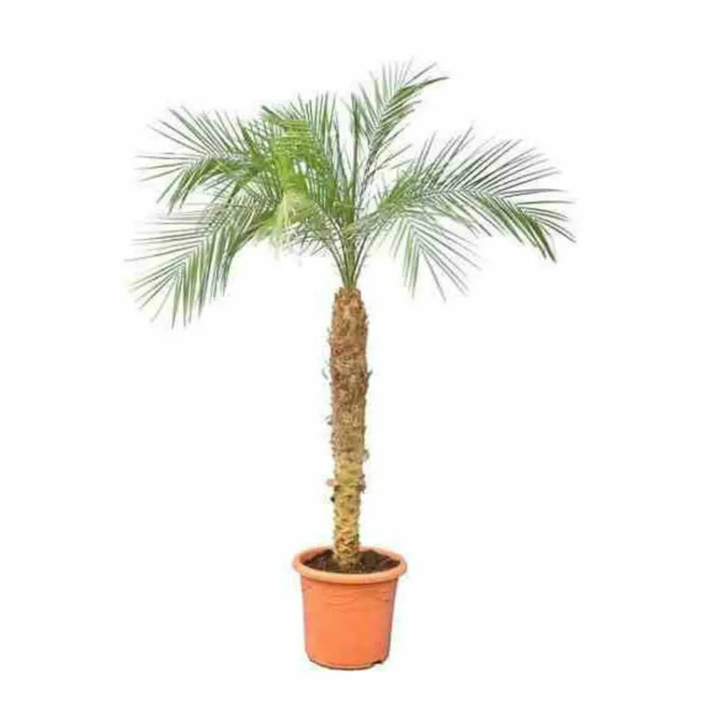 Jardintropic - Phoenix roebelenii (dattier du laos, palmier dattier nain) spécimen pot de 25l - 100/125cm Hot