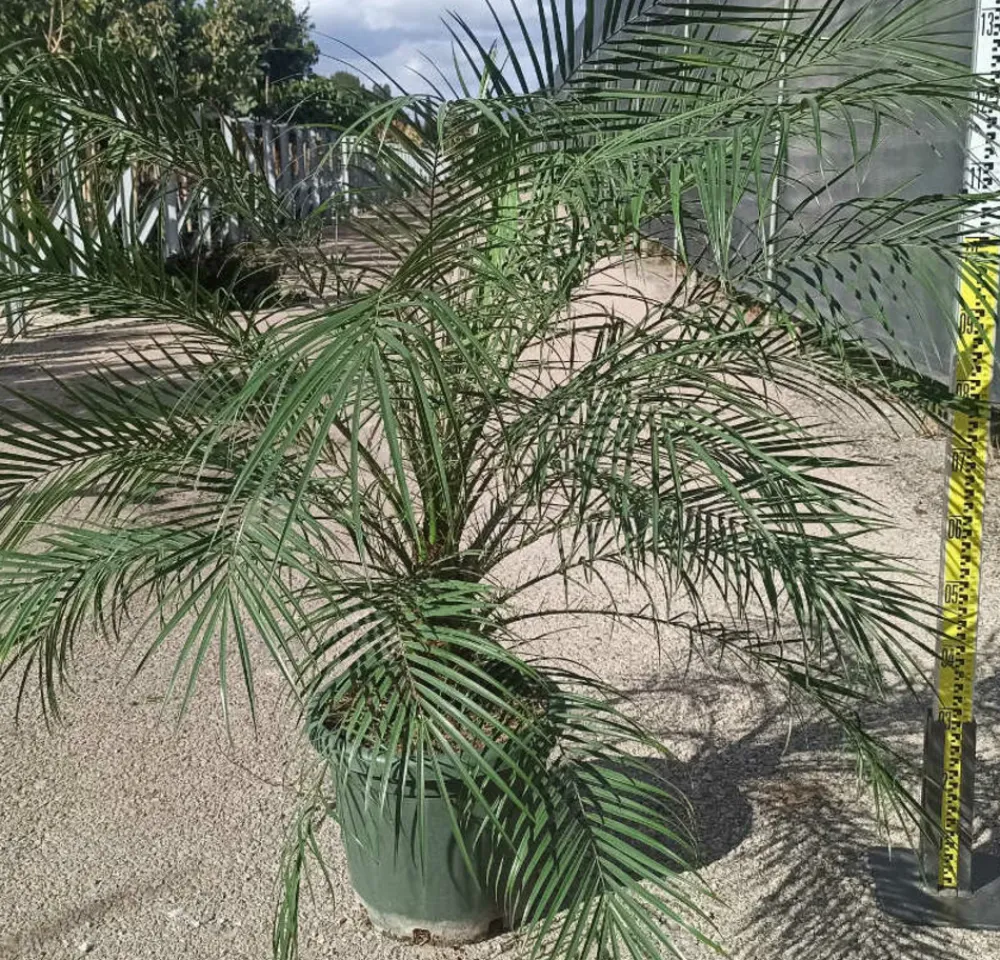 Jardintropic - Phoenix roebelenii (dattier du laos, palmier dattier nain) spécimen pot de 25l - 100/125cm Hot