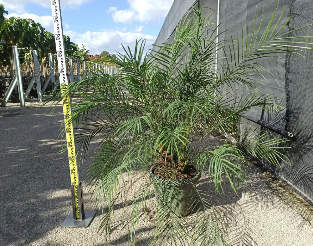 Jardintropic - Phoenix roebelenii (dattier du laos, palmier dattier nain) spécimen pot de 25l - 100/125cm Hot