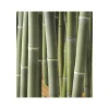 Jardintropic - Phyllostachys atrovaginata (bambou à encens) pot de 5 litres - 100/120 cm Online