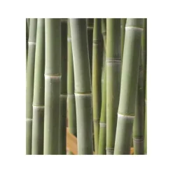 Jardintropic - Phyllostachys atrovaginata (bambou à encens) pot de 5 litres - 100/120 cm Online