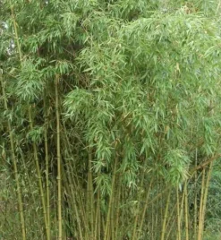 Jardintropic - Phyllostachys atrovaginata (bambou à encens) pot de 5 litres - 100/120 cm Online