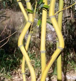 Jardintropic - Phyllostachys aureosulcata aureocaulis pot de 2 litres - 80/100 cm Best