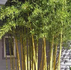 Jardintropic - Phyllostachys aureosulcata spectabilis pot de 10l - 180/220cm Online