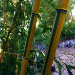 Jardintropic - Phyllostachys aureosulcata spectabilis pot de 10l - 180/220cm Online